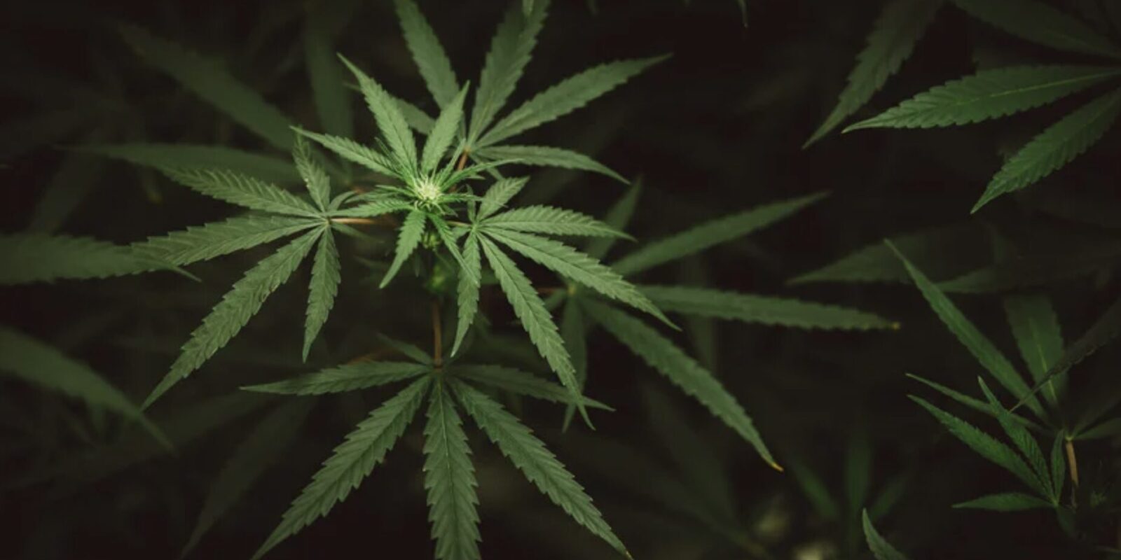 Cannabis-Kultivierung