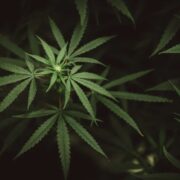 Cannabis-Kultivierung